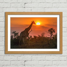 Load image into Gallery viewer, Giraffe in Kruger Park