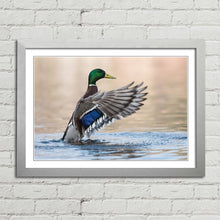 Load image into Gallery viewer, Mallard Duck in Water