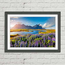 Load image into Gallery viewer, Flowers in Bloom at Stokksnes Iceland