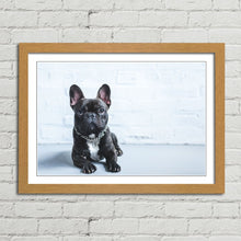 Load image into Gallery viewer, French Bulldog Puppy Cute Pet