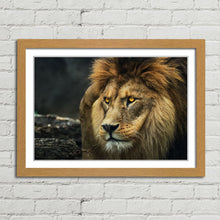 Load image into Gallery viewer, Lion Staring Portrait