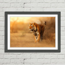 Load image into Gallery viewer, Male Tiger in India