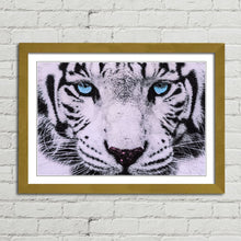 Load image into Gallery viewer, Blue Eyed White Tiger