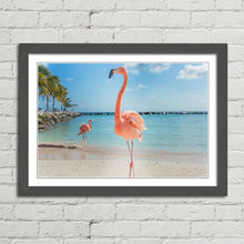 Load image into Gallery viewer, Pink Flamingo in Aruba