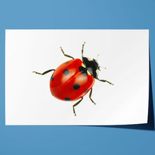 Load image into Gallery viewer, Ladybird Close Up Nature