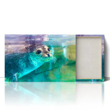 Load image into Gallery viewer, Spotted Seal Close Up