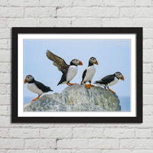 Load image into Gallery viewer, Atlantic Puffins on Rock