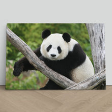 Load image into Gallery viewer, Giant Panda Bear China