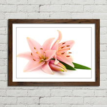 Load image into Gallery viewer, Pink Lillies Flowers