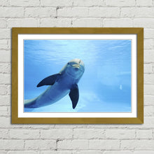 Load image into Gallery viewer, Cute Dolphin Staring