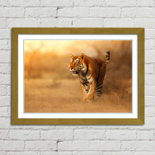 Load image into Gallery viewer, Male Tiger in India