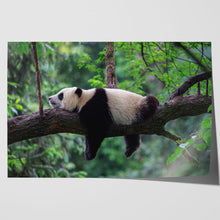 Load image into Gallery viewer, Sleeping Panda China