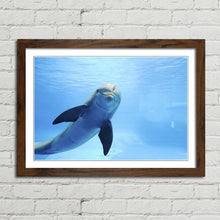 Load image into Gallery viewer, Cute Dolphin Staring