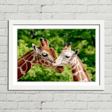 Load image into Gallery viewer, Giraffes Close Up