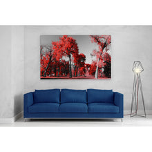 Load image into Gallery viewer, Red Trees in Central Park New York