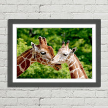 Load image into Gallery viewer, Giraffes Close Up