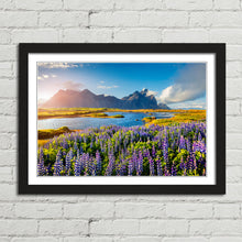 Load image into Gallery viewer, Flowers in Bloom at Stokksnes Iceland