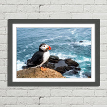 Load image into Gallery viewer, Atlantic Puffin on Cliff