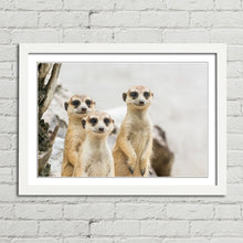 Load image into Gallery viewer, Meerkats Group Cute