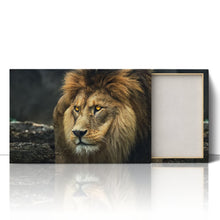 Load image into Gallery viewer, Lion Staring Portrait