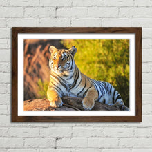 Load image into Gallery viewer, Tiger Big Cat Sitting