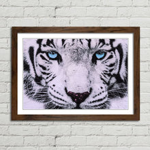 Load image into Gallery viewer, Blue Eyed White Tiger