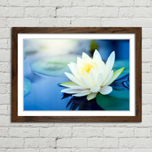 Load image into Gallery viewer, White Lotus Flower in Pond