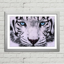 Load image into Gallery viewer, Blue Eyed White Tiger