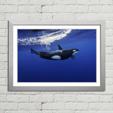 Load image into Gallery viewer, Killer Whale in the Pacific New Zealand