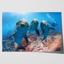 Load image into Gallery viewer, Cute Dolphins Underwater