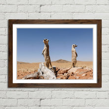 Load image into Gallery viewer, Cute Meerkats on Lookout