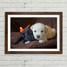 Load image into Gallery viewer, Cute Labrador Puppies Close Up