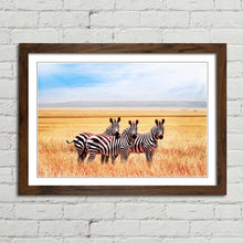 Load image into Gallery viewer, Zebras in Tanzania Savannah