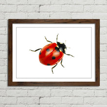 Load image into Gallery viewer, Ladybird Close Up Nature