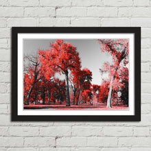 Load image into Gallery viewer, Red Trees in Central Park New York