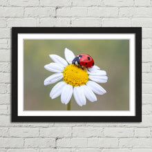Load image into Gallery viewer, Ladybird on White Daisy Flower