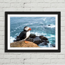 Load image into Gallery viewer, Atlantic Puffin on Cliff