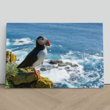 Load image into Gallery viewer, Puffin on Latrabjarg Cliff