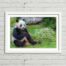 Load image into Gallery viewer, Giant Panda in China