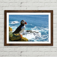 Load image into Gallery viewer, Puffin on Latrabjarg Cliff