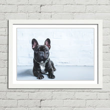 Load image into Gallery viewer, French Bulldog Puppy Cute Pet