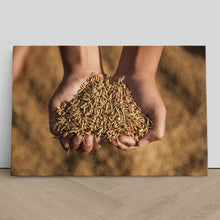 Load image into Gallery viewer, Hands Holding Rice Seeds India Harvest