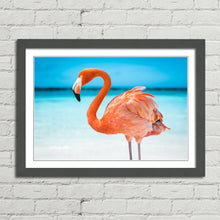 Load image into Gallery viewer, Pretty Pink Aruba Flamingo