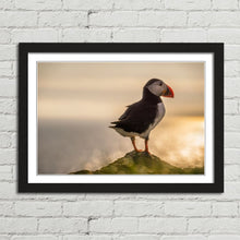 Load image into Gallery viewer, Atlantic Puffin in Mykines