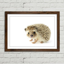 Load image into Gallery viewer, Hedgehog Close Up Selfie