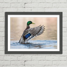 Load image into Gallery viewer, Mallard Duck in Water