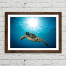 Load image into Gallery viewer, Green Sea Turtle on Maui Reef