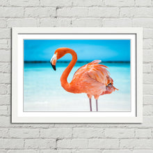 Load image into Gallery viewer, Pretty Pink Aruba Flamingo