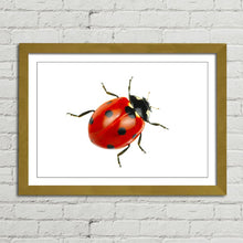 Load image into Gallery viewer, Ladybird Close Up Nature