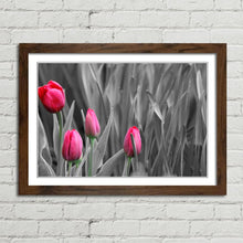 Load image into Gallery viewer, Pink Tulips in Black and White